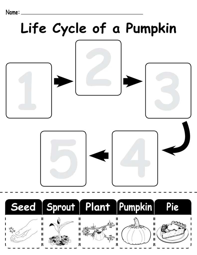 Colorful cut and paste pumpkin growth stages chart showing seed sprouting into mature pumpkin for preschool learners