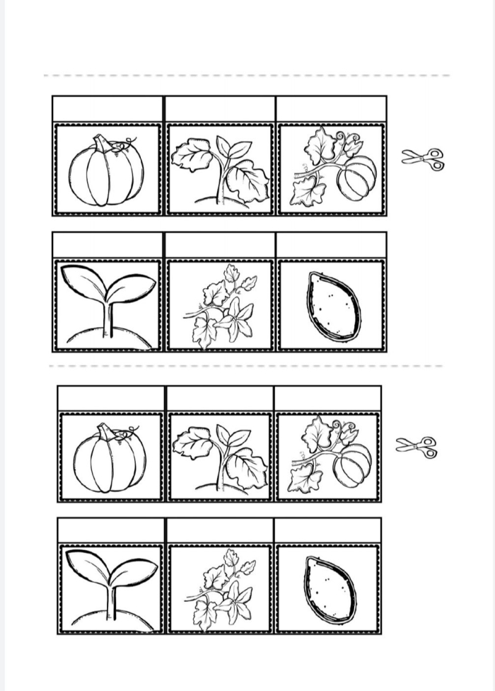 Pre-K cut and paste pumpkin life cycle worksheet showing growth stages from seed to harvest