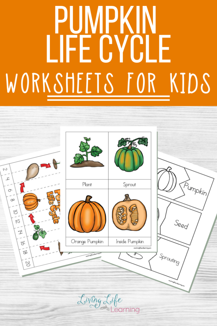 Pre-K pumpkin life cycle cut and paste activity worksheet showing growth stages