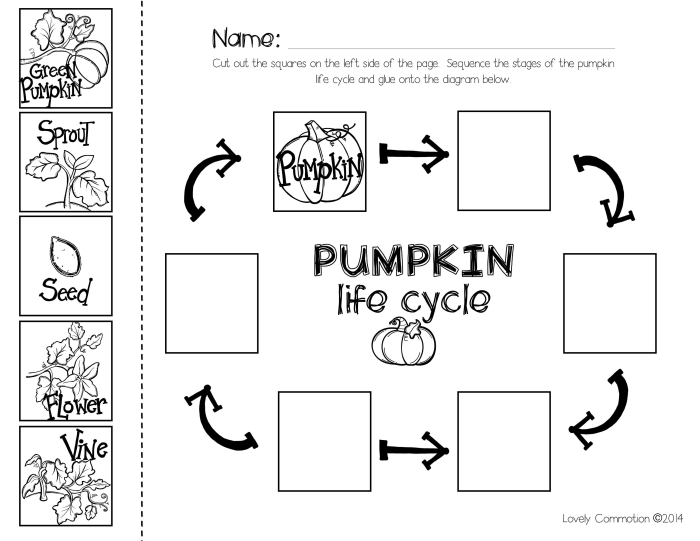 Pre-K worksheet showing the colorful cut and paste stages of a pumpkin life cycle for image 17