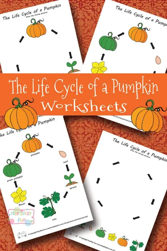 Colorful cut and paste pumpkin life cycle growth chart showing stages from seed to mature pumpkin for preschool learners