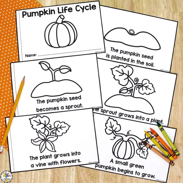 A colorful preschool worksheet showing the numbered stages of a pumpkin life cycle for students to cut and paste.