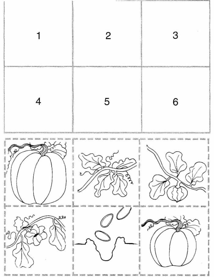 Colorful cut and paste pumpkin growth stages chart showing the complete life cycle from seed to mature pumpkin for preschool learners