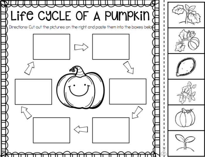 Pre-K students cutting and pasting the stages of a pumpkin life cycle on a growth chart worksheet