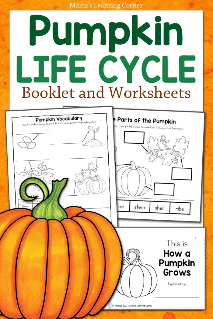 Pre-K student working on a colorful pumpkin life cycle cut and paste growth chart worksheet