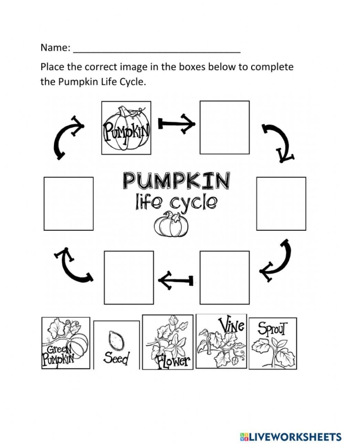 Colorful cut and paste pumpkin growth stages chart showing the developmental progression from seed to mature pumpkin for preschool learners