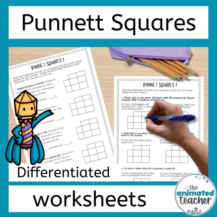 Punnett squares worksheet for sixth graders illustrating genetic inheritance