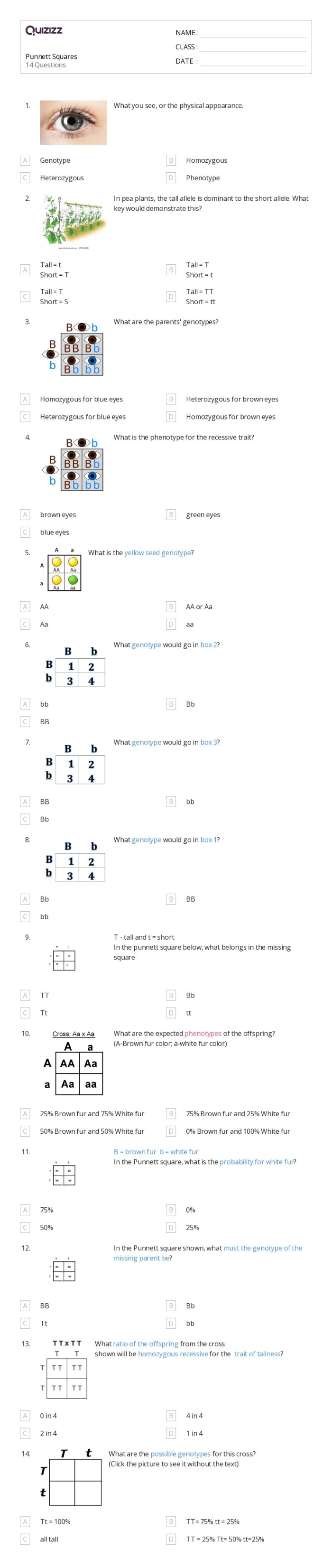 Sixth grade students using a Punnett squares worksheet to analyze genetic probability and fractions