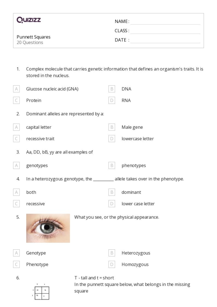 Punnett squares worksheet designed for sixth graders to explore genetic inheritance
