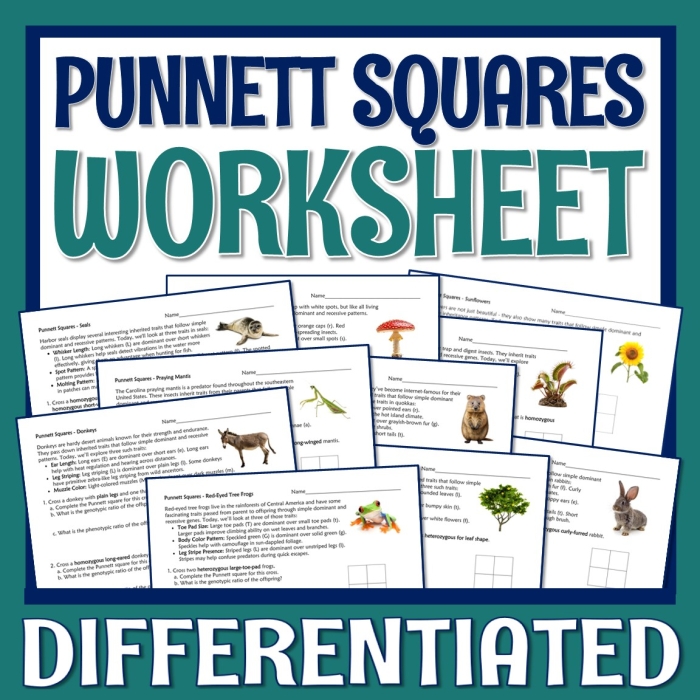 Punnett squares worksheet for sixth graders to learn about genetic inheritance