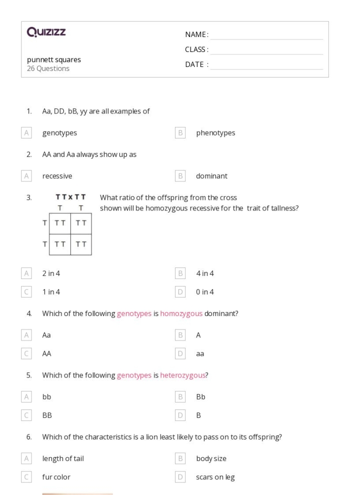 Punnett squares worksheet designed for sixth graders to practice genetic inheritance concepts