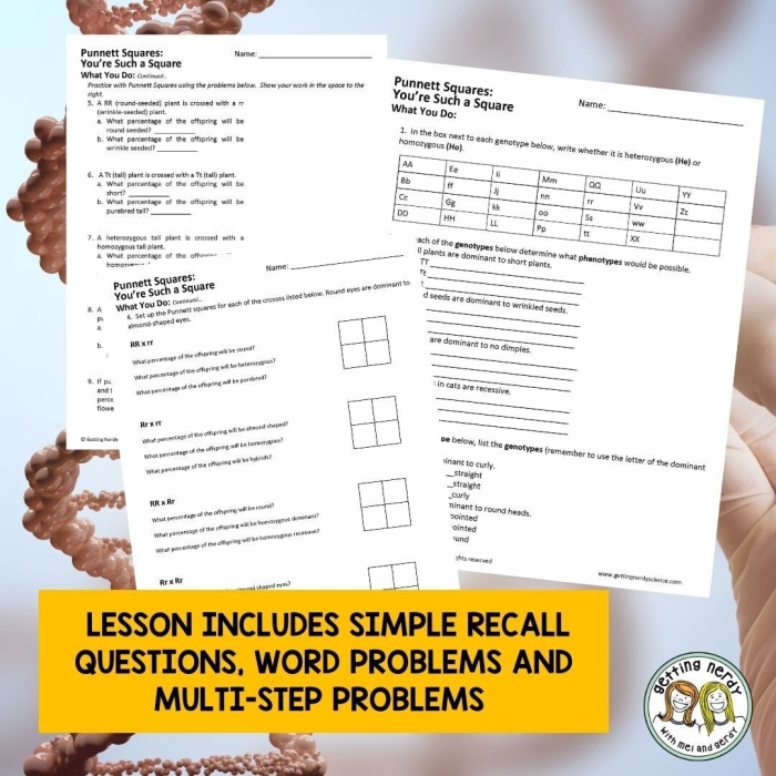 Worksheet featuring Punnett squares for teaching genetic inheritance to sixth graders