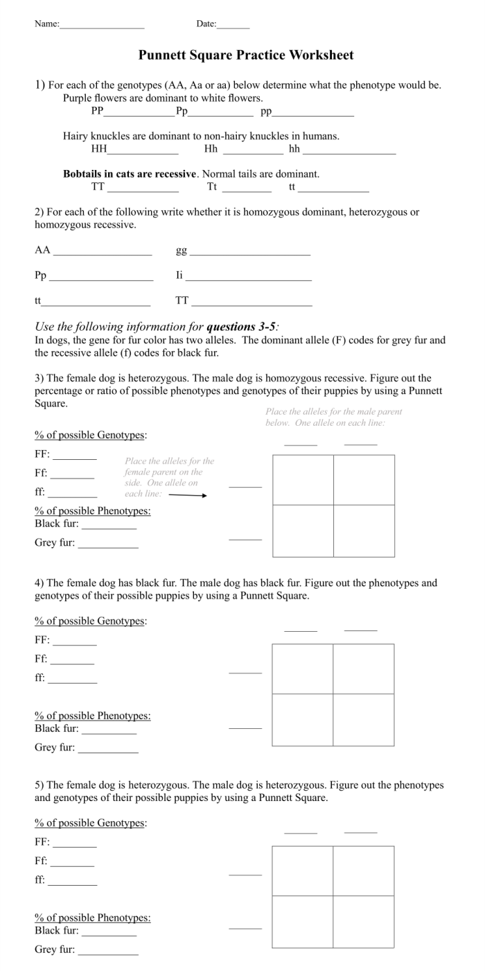 Punnett squares worksheet designed for sixth graders to explore genetic inheritance