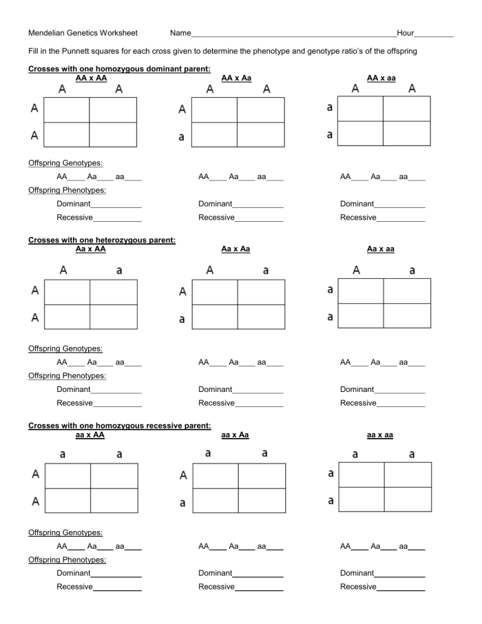 Punnett squares worksheet for sixth graders illustrating gene inheritance concepts