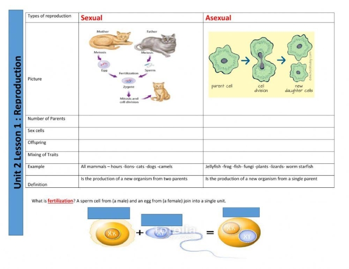 Sixth grade science worksheet comparing sexual and asexual reproduction methods