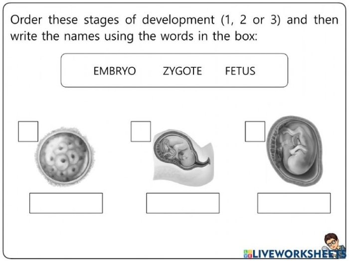 Sixth grade science worksheet covering sexual and asexual reproduction methods