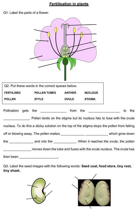 Sixth grade science worksheet illustrating the distinct types of reproduction in organisms