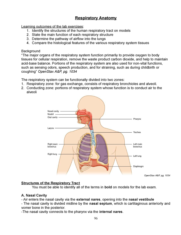 Fifth grade worksheet featuring a labeled diagram of the human respiratory system