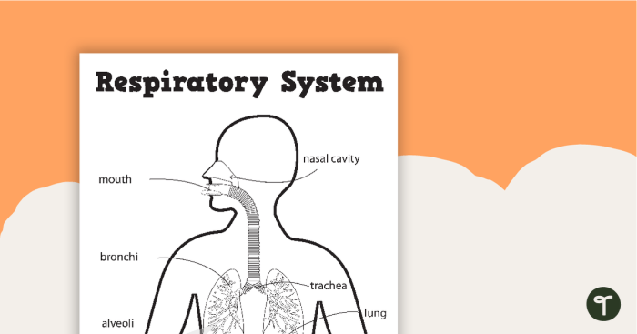 Sixth grade science worksheet focused on understanding the respiratory system and gas exchange