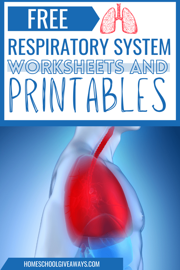 Diagram illustrating the respiratory system mechanics for a sixth-grade worksheet