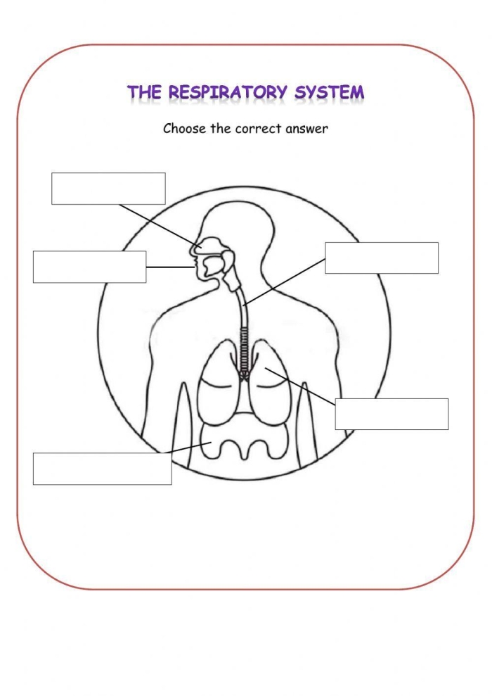 Fifth grade student filling out a labeled diagram of the human respiratory system