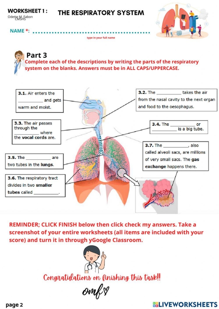 Detailed illustration of the respiratory system mechanics for a sixth-grade worksheet. Educational worksheet image for exploring the respiratory system.