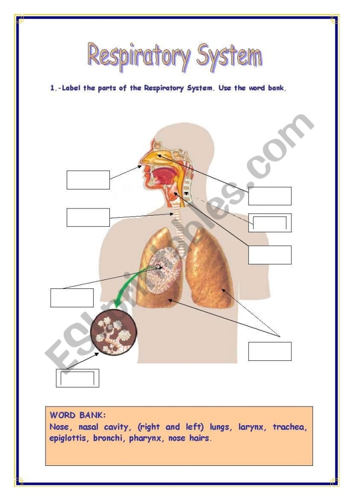Detailed illustration of the human respiratory system with labeled parts for educational purposes. Worksheet for fifth graders to explore respiratory functions and anatomy.