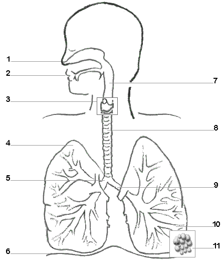 Fifth grade students labeling the parts and functions of the human lungs on a respiratory system diagram worksheet