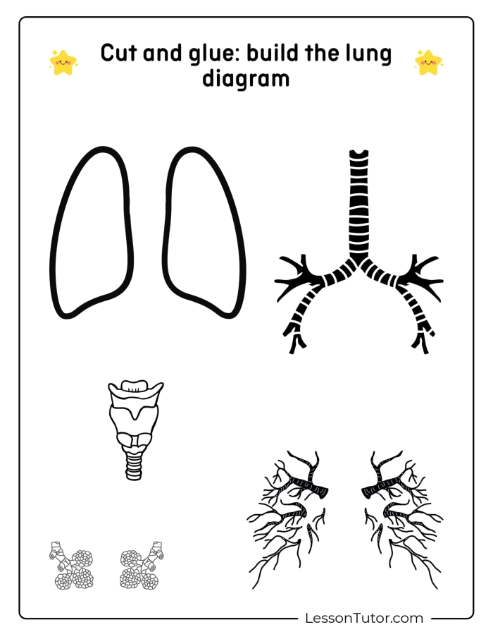 Fifth grade students labeling parts of the human respiratory system on a study worksheet