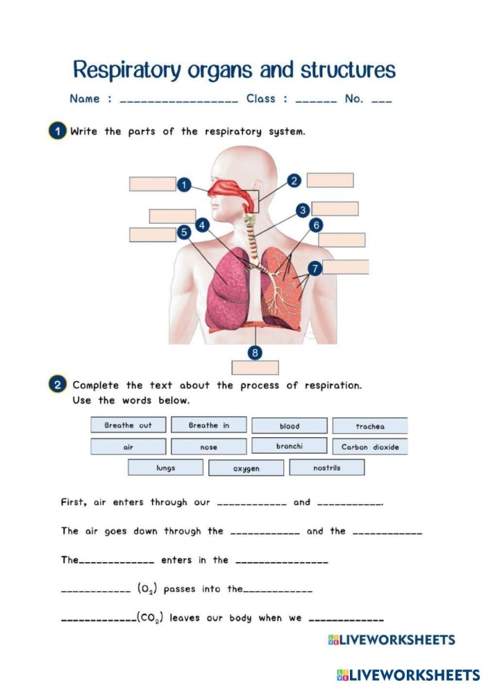 Sixth grade respiratory system worksheet explaining lung mechanics and breathing processes