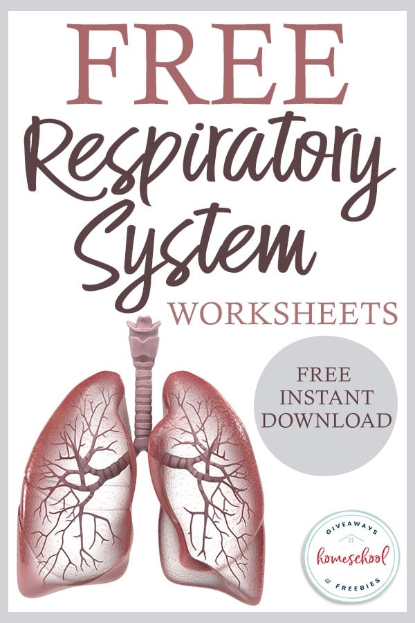 Sixth grade life science worksheet explaining the mechanics of the respiratory system for middle schoolers