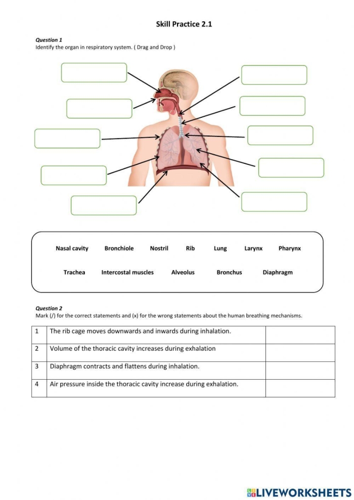Detailed illustration of the respiratory system for sixth grade students focusing on life science concepts
