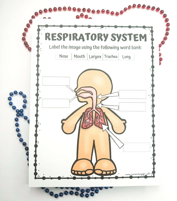 Fifth grade student completing a labeled respiratory system diagram worksheet