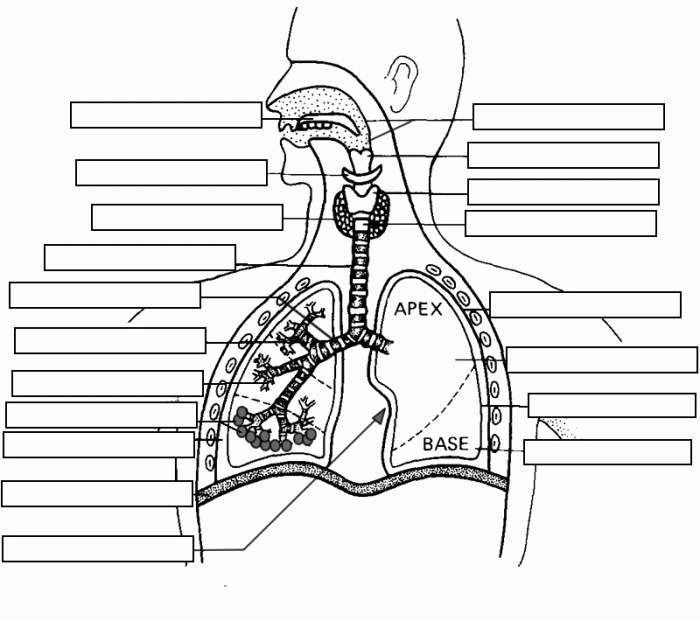 Diagram of the human respiratory system for 5th graders to explore its key components and functions