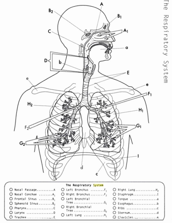 Detailed diagram of the human respiratory system for fifth graders to explore its key components and functions