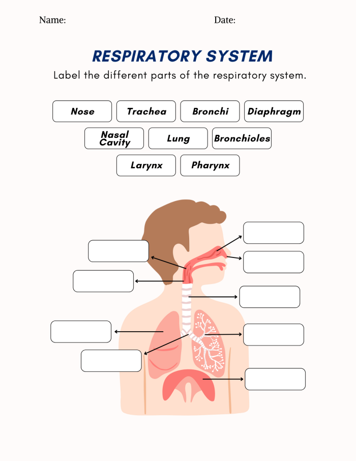 Detailed illustration of the respiratory system for a sixth-grade worksheet