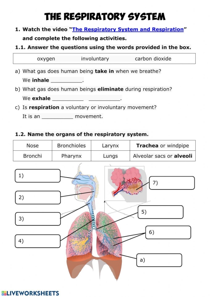 Diagram of the respiratory system illustrating key components for a sixth-grade life science worksheet