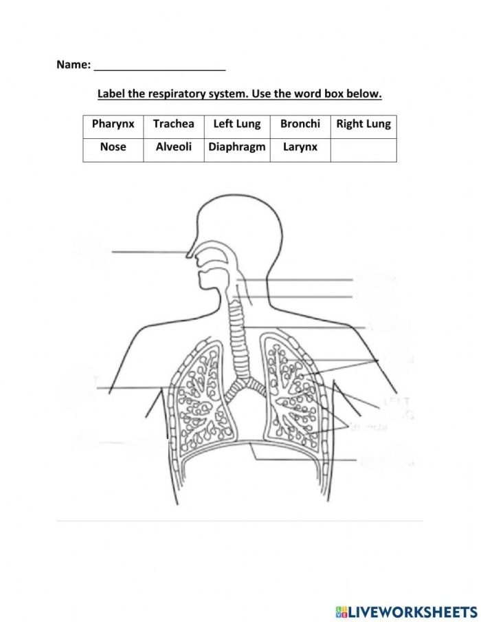 Fifth grade science students identify organs and functions on this respiratory system diagram worksheet 21