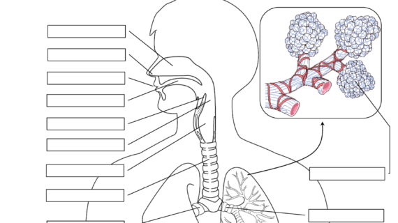 Diagram of the human respiratory system showing key components and their functions for fifth graders