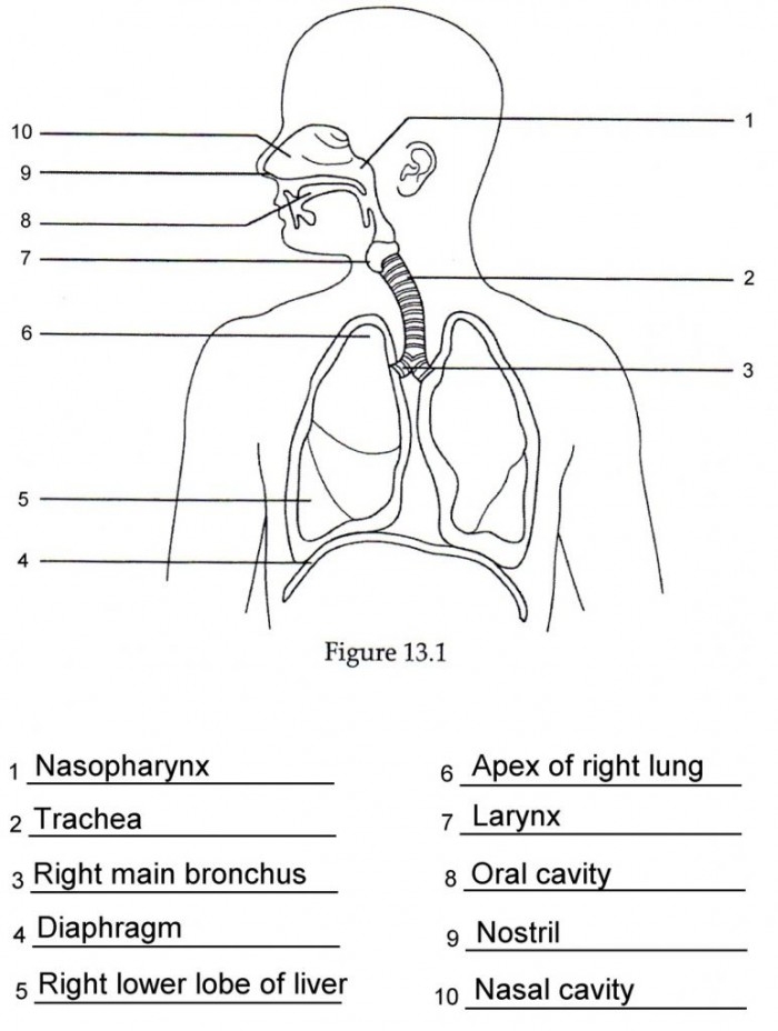 Fifth grade student worksheet featuring a labeled diagram of the human respiratory system for biology study