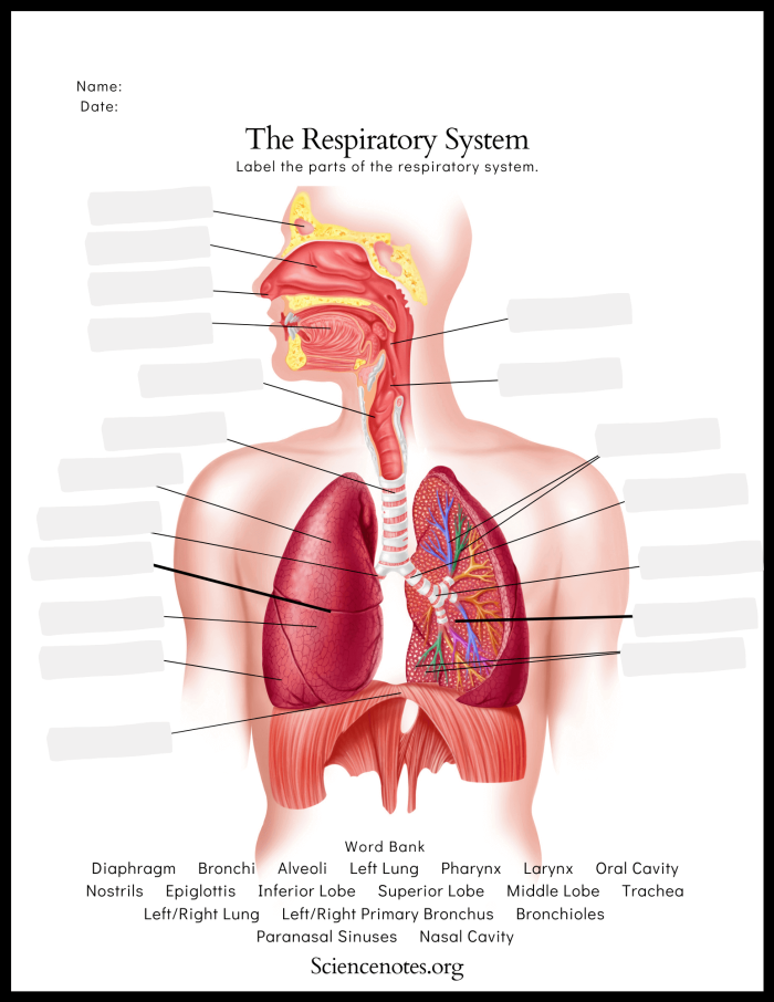 Students engaging with a worksheet on the mechanics of the respiratory system