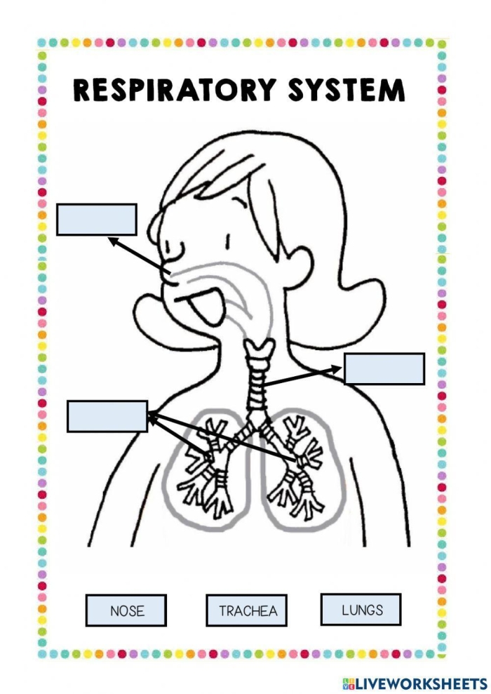 Detailed illustration of the respiratory system mechanics for sixth-grade students