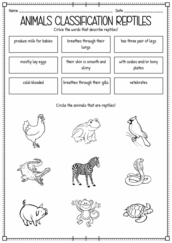 Second grade life science worksheet for classifying various animal species