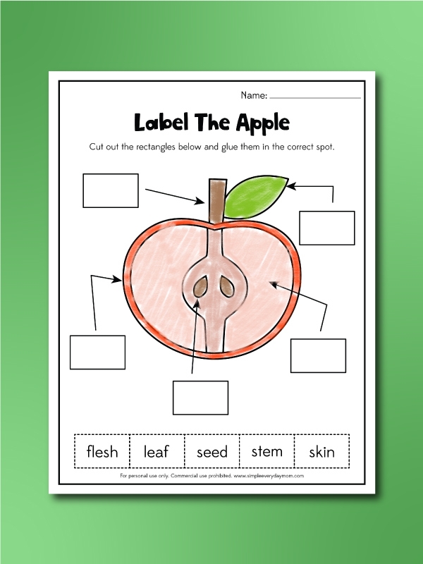 Engaging worksheet for second graders on apple anatomy Diagram illustrating the parts of an apple for educational purposes