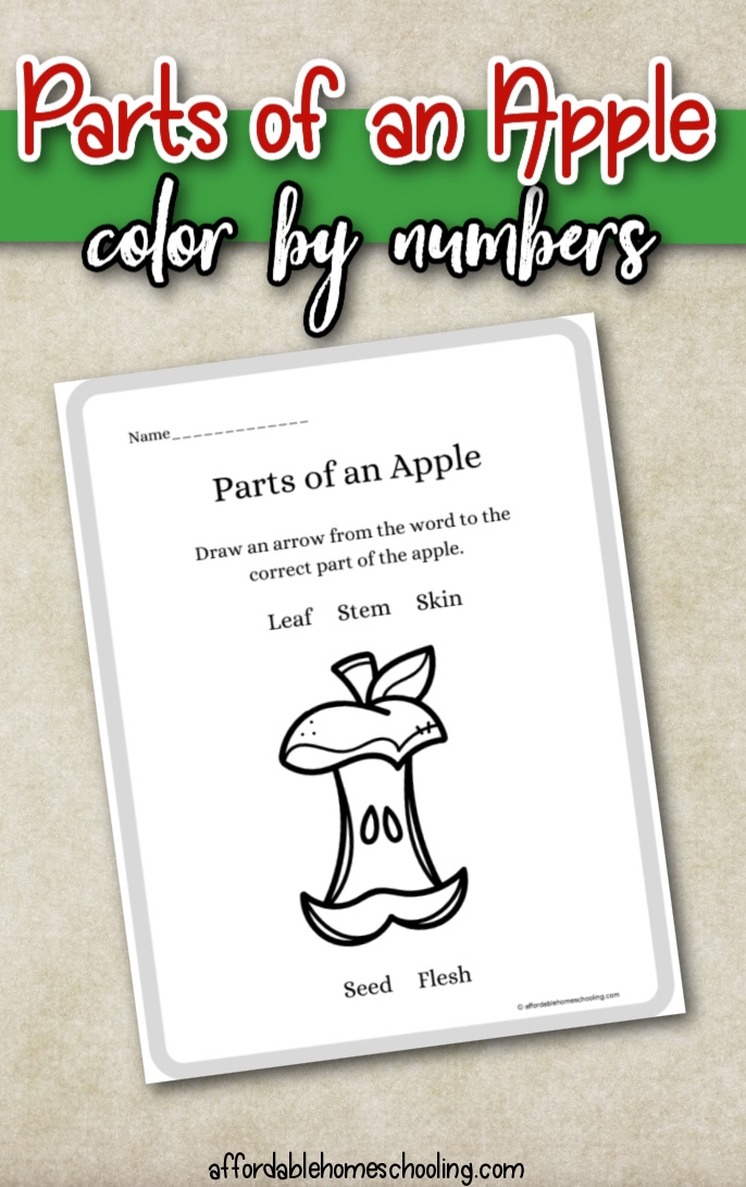 Exploring the Parts of an Apple worksheet for second graders in life science Diagram illustrating the different parts of an apple for educational purposes