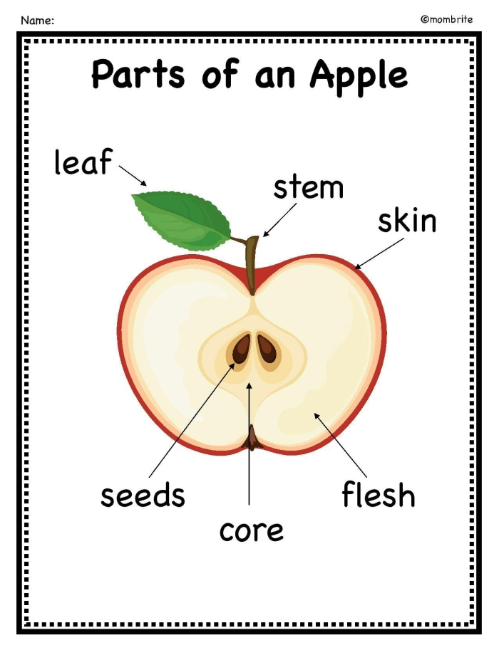 Educational activity on apple anatomy for young learners in geography class Illustration of a worksheet showing the different parts of an apple for second graders