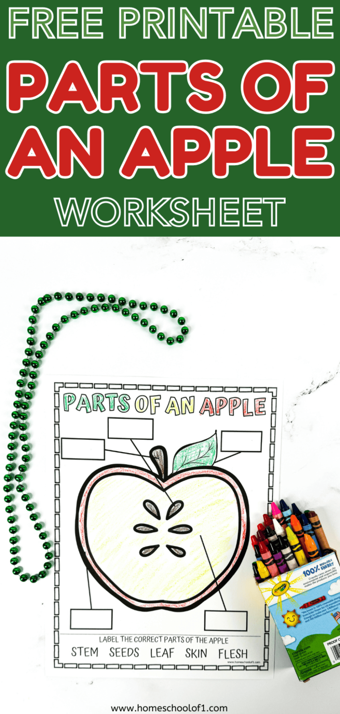 Educational worksheet on the parts of an apple for second-grade students Illustration of an apple worksheet for teaching children about its different parts