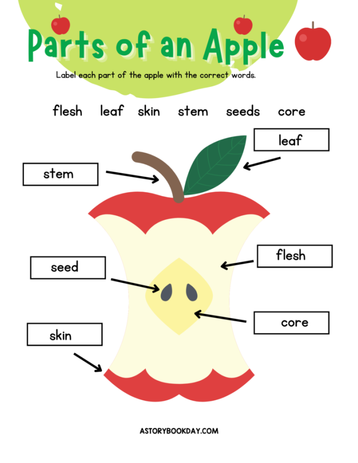 Parts of an Apple Worksheet for Second Grade Geography Diagram illustrating the different parts of an apple for educational purposes