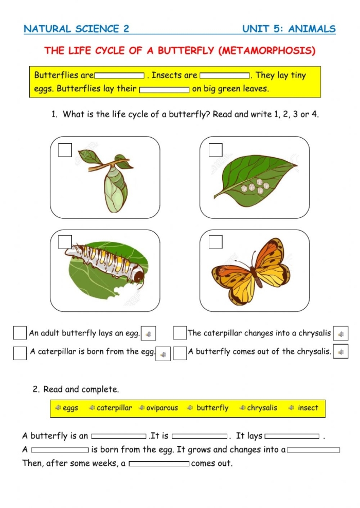Colorful illustration of the four stages of a butterfly's life cycle, suitable for a second-grade worksheet. Educational graphic depicting the transformation of a butterfly from egg to adult.