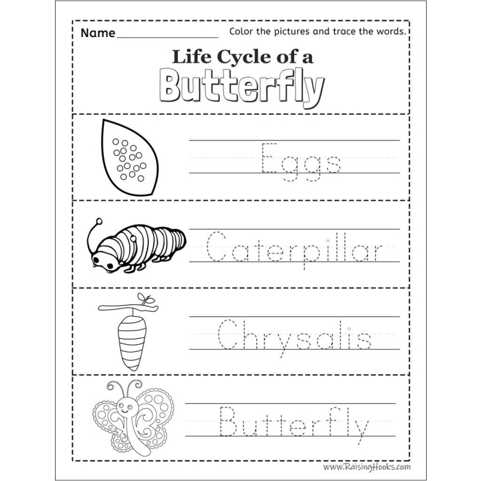 Second grade butterfly life cycle educational worksheet featuring four stages of development